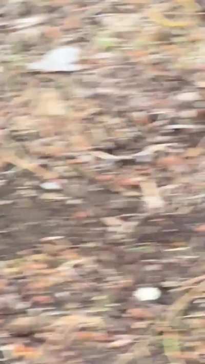 Goslings Near My Home! Video 2
