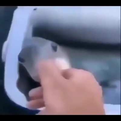 👍🐟