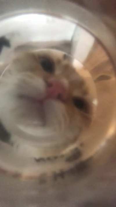 POV: You&rsquo;re my cats drinking bowl.