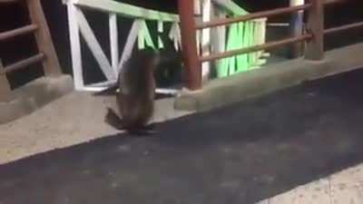 Sea Lions having a lover&rsquo;s tiff on the Galapagos Islands