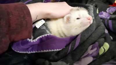 wakeup cuddles