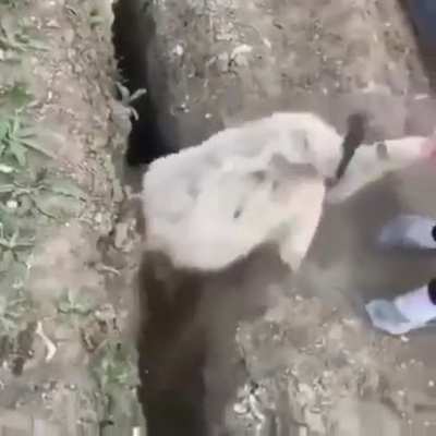 Animal Rescue