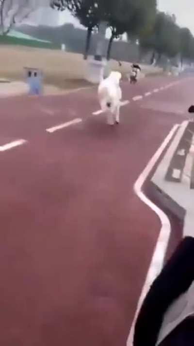 That's one bad pony