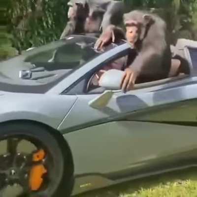 MONKE