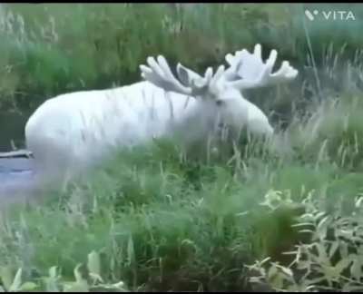 Rare albino moose