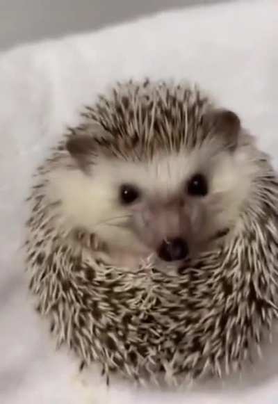 When the waiter brings food