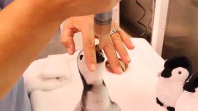 🐧