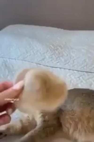 '-'