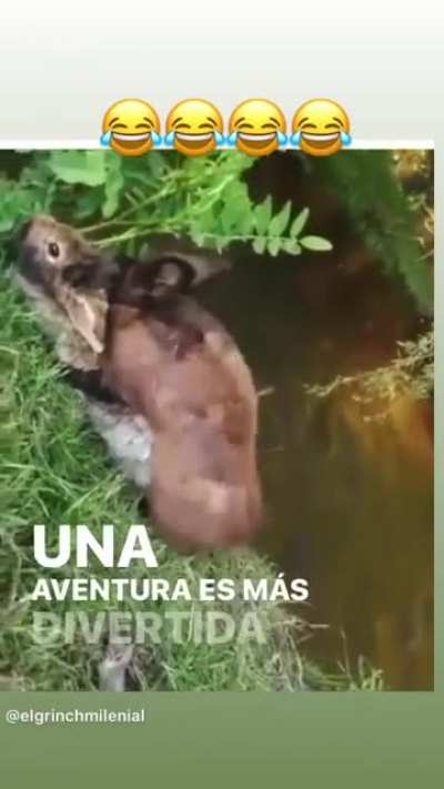 Una aventura es m&aacute;s divertida si huele a peligro...
