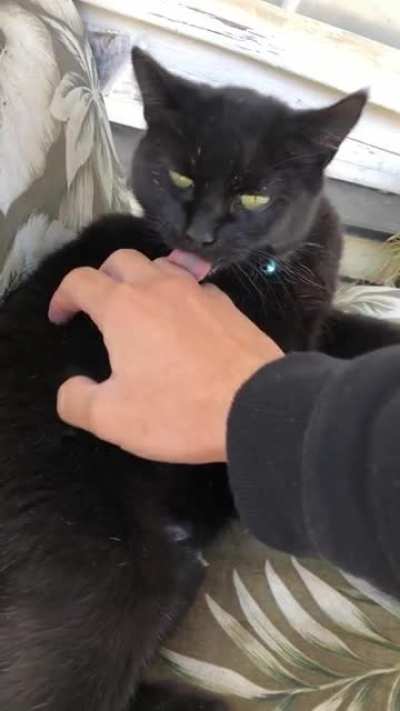 My cat turned into a squeaky toy when she&rsquo;s startled