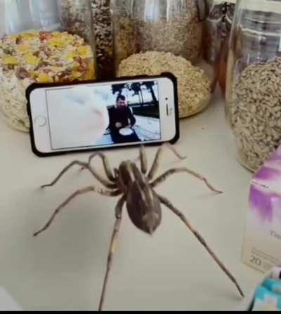 Thanks I hate this, weirdly satisfying, spider vibing