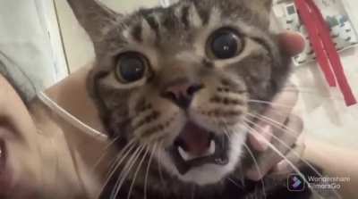Cat&rsquo;s reaction to getting a kiss