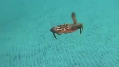A flying crab 🦀