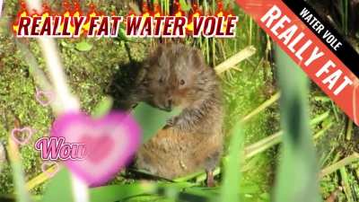 Biggest water vole I&rsquo;ve ever seen