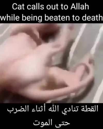 arab cat