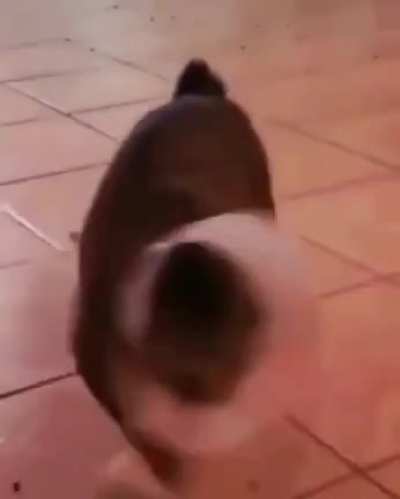UwU