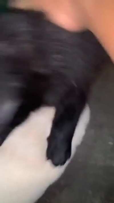 N