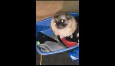 Pug 👍