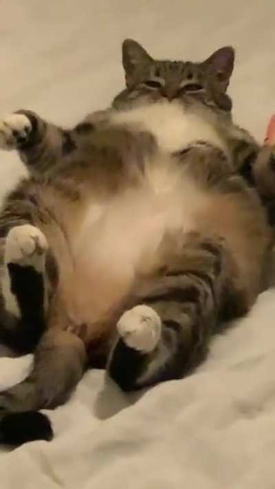 My friend&rsquo;s cat in all her sleek glory