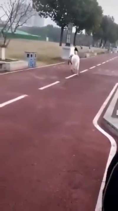 Pony up