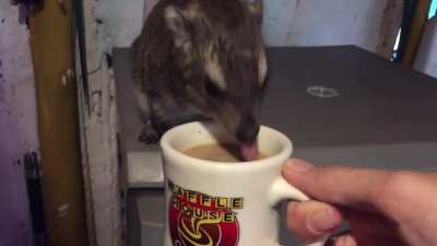 Squiggy having some coffee