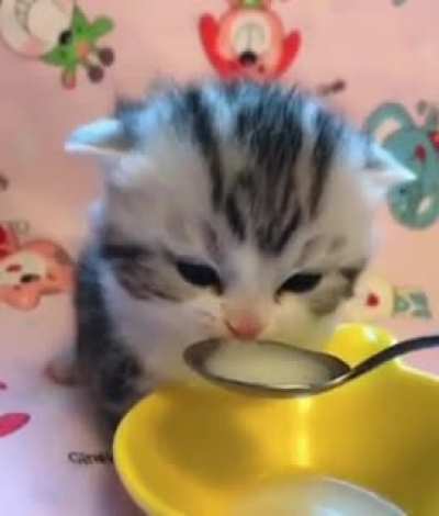 Soup
