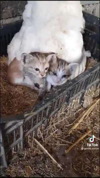 Gathering some eggs