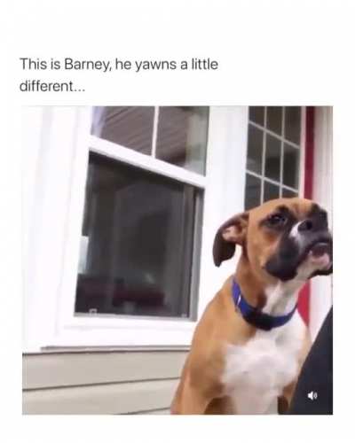 This is Barney he yawns a little different