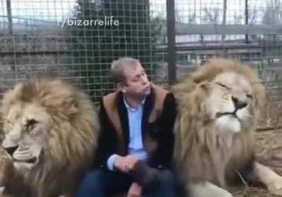 Even the lions don&rsquo;t mess with Russians