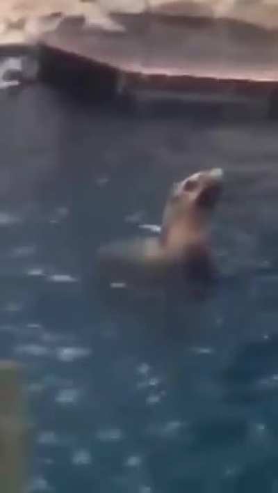 A seal.