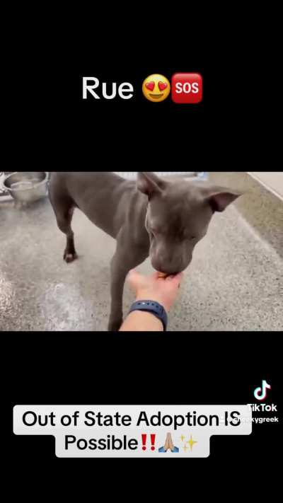 🆘 3/26 Urgent Now‼️😍 Meet adorable RUE A651453! She came in w/ her sister who was already adopted! 2 y/o pittie who is very dog & ppl friendly w/ lots of zoomies in the play yard! Urgently seeking loving forever home! 🫶🏼 612 Canino Rd. Houston, TX (Ad