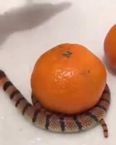 My orange