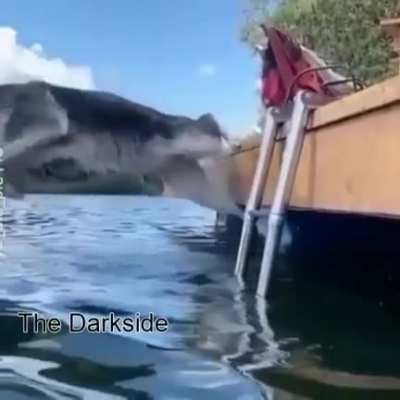its a dog