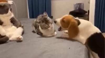 Cat: "Wha da dog doin"