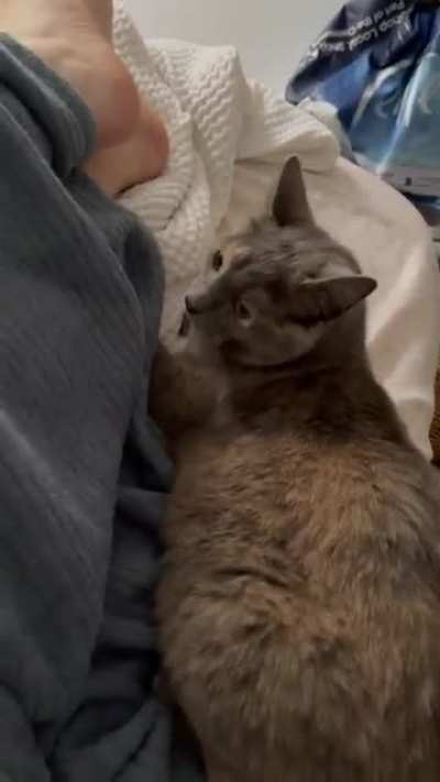 I was referred by multiple people to share my asshole cat attacking me