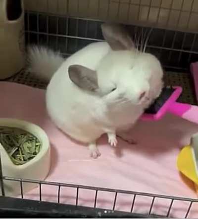 White ball of floof enjoys her grooming