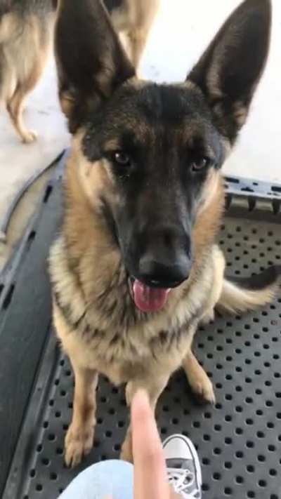 Too much boop for snoot