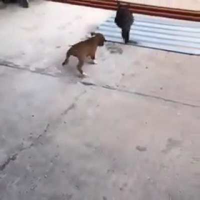 Puppy imitates bunny jumps.