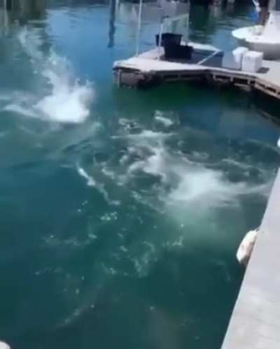 Ловись рыбка-а-а-а-а бля!!!