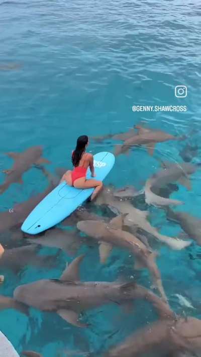 swimming with the sharks 