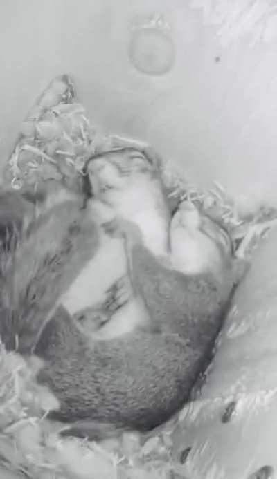 Two Squirrels sleeping together.