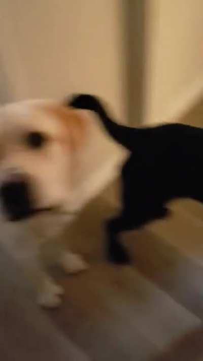 I am a professional service dog trainer and Roger (yellow lab) is my "assistant puppy raiser" and demo dog. Here he is helping Charlotte learn one of her tasks! More info in comments.