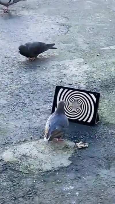 Peace was never an option