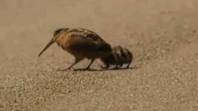 I don't care if this is posted or not. I love these lil birbs.