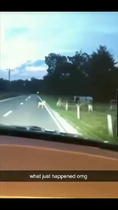 Drive NOW!
