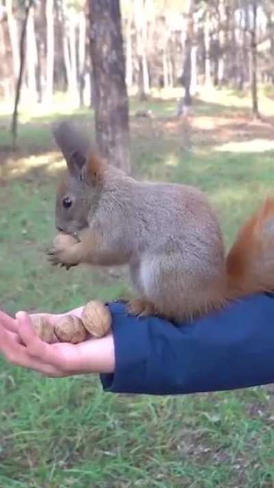 Squirrel selecting the best nut