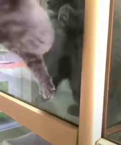 Theory of Cats fitting their heads through holes