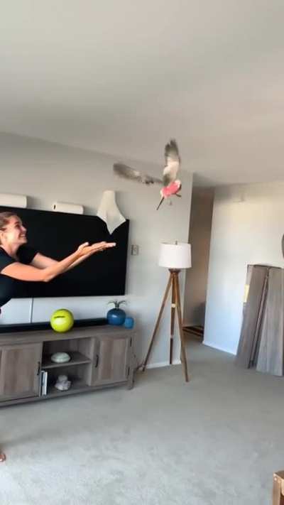 Death by birb