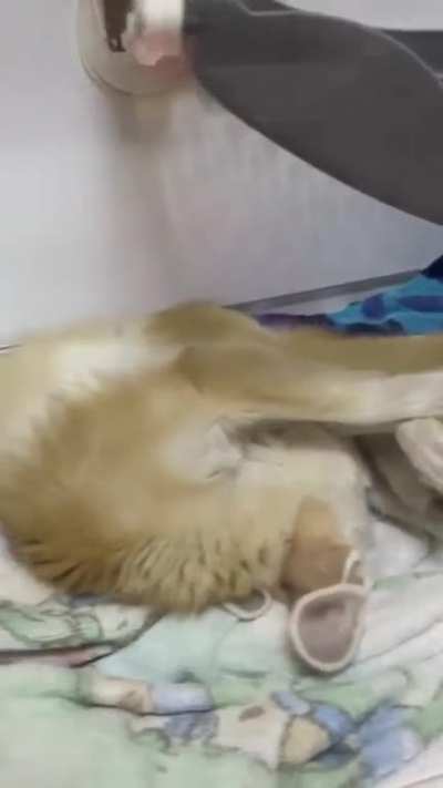 Yay sleepy foxxo