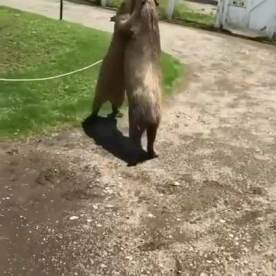 The duel.